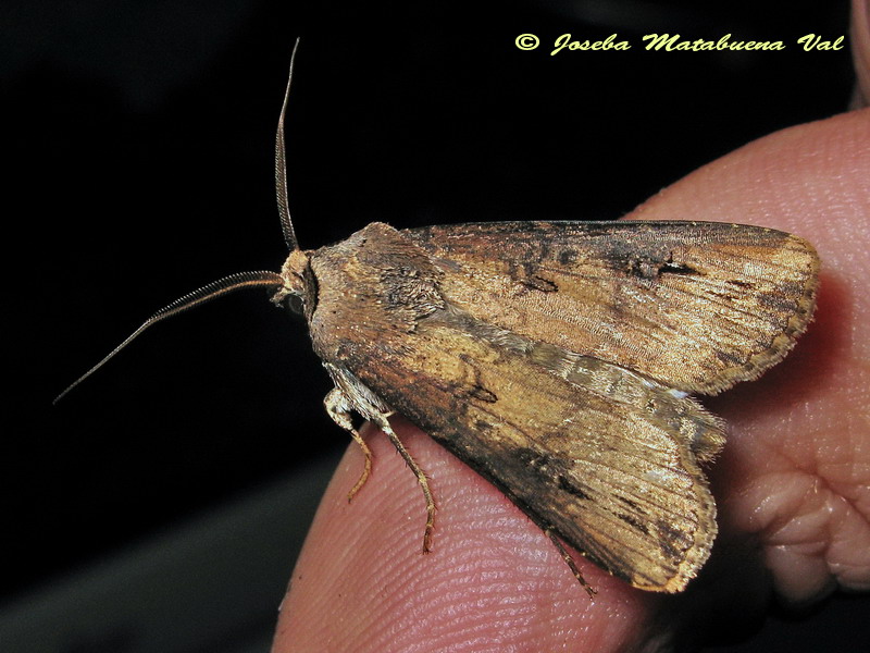 Agrotis ipsilon - Noctuidae